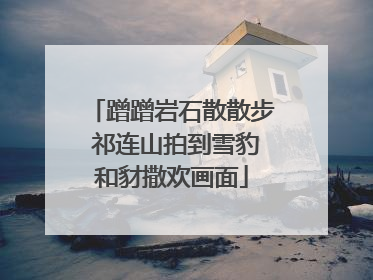 蹭蹭岩石散散步 祁连山拍到雪豹和豺撒欢画面