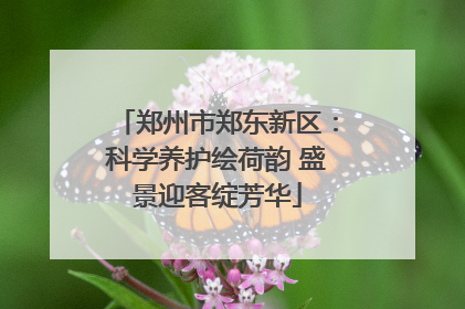 郑州市郑东新区：科学养护绘荷韵 盛景迎客绽芳华
