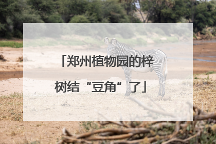 郑州植物园的梓树结“豆角”了