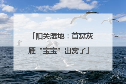 阳关湿地：首窝灰雁“宝宝”出窝了
