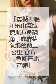 震撼！岷江乐山流域惊现万鱼翻涌，成群结队绵延两三公里 官方：鱼群在此产卵