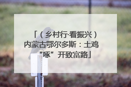 （乡村行·看振兴）内蒙古鄂尔多斯：土鸡“啄”开致富路